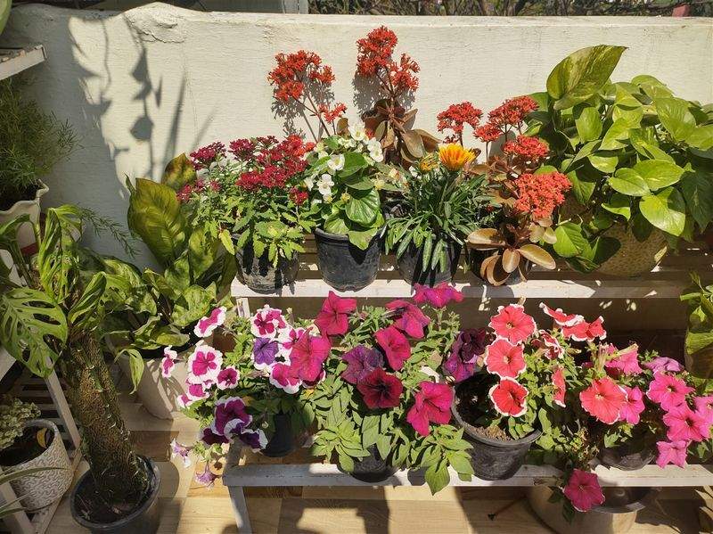 芝生の管理・メンテナンス